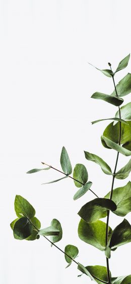 plant, sheets, green plant Wallpaper 1080x2340