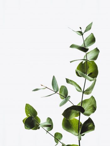 Обои 1536x2048 растение, листы, зеленое растение
