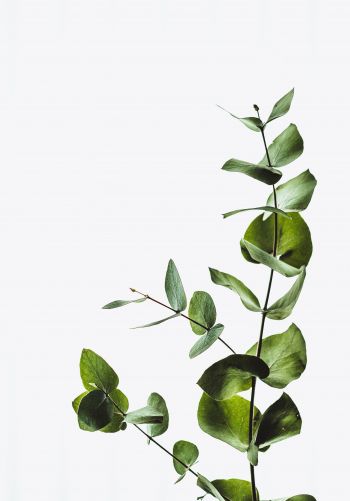 Обои 1668x2388 растение, листы, зеленое растение