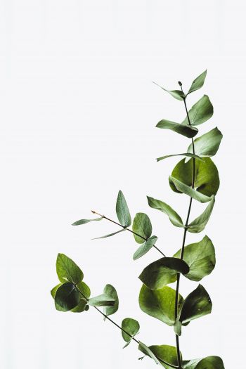 Обои 640x960 растение, листы, зеленое растение