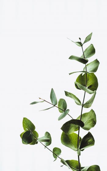 plant, sheets, green plant Wallpaper 1752x2800