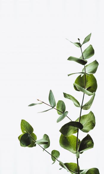 plant, sheets, green plant Wallpaper 1200x2000