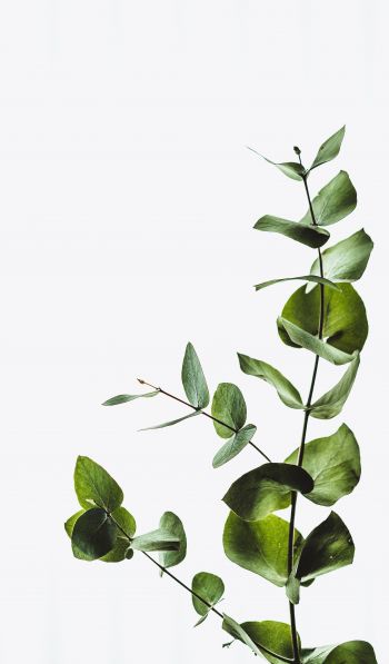 plant, sheets, green plant Wallpaper 600x1024