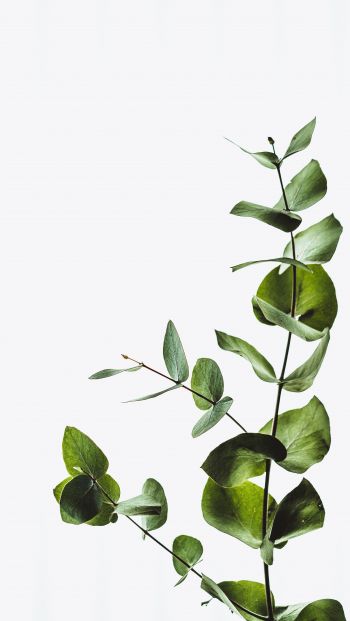Обои 640x1136 растение, листы, зеленое растение