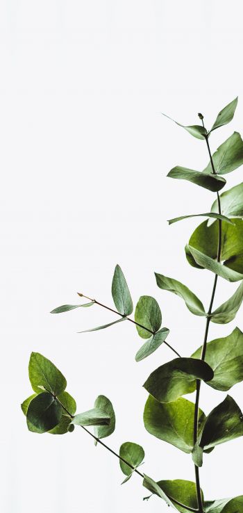 plant, sheets, green plant Wallpaper 720x1520
