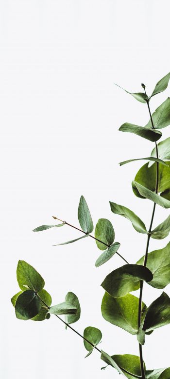 plant, sheets, green plant Wallpaper 720x1600