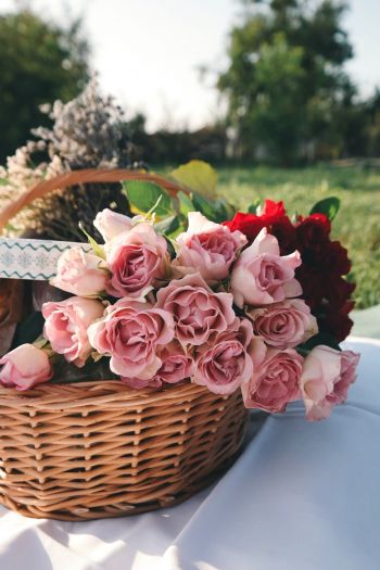 Обои 640x960 цветы, корзина, розы, пикник
