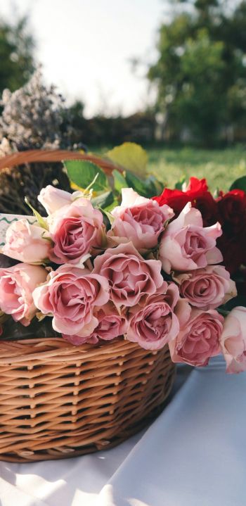 Обои 1080x2220 цветы, корзина, розы, пикник