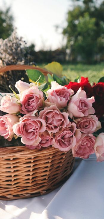Обои 1080x2280 цветы, корзина, розы, пикник