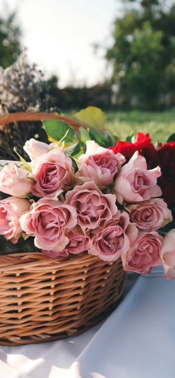Обои 828x1792 цветы, корзина, розы, пикник