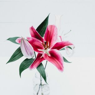 flowers, lily, in a vase Wallpaper 3696x3696