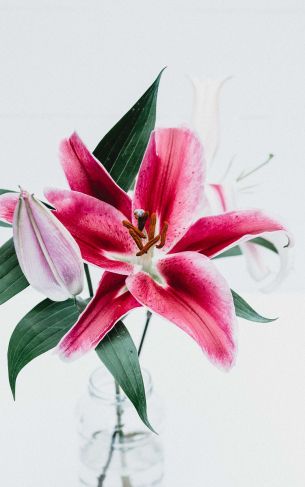 flowers, lily, in a vase Wallpaper 1752x2800