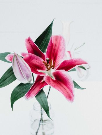 flowers, lily, in a vase Wallpaper 1668x2224