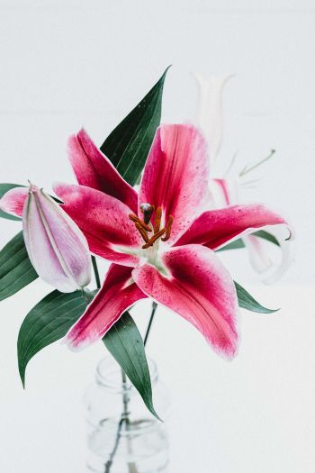 flowers, lily, in a vase Wallpaper 640x960