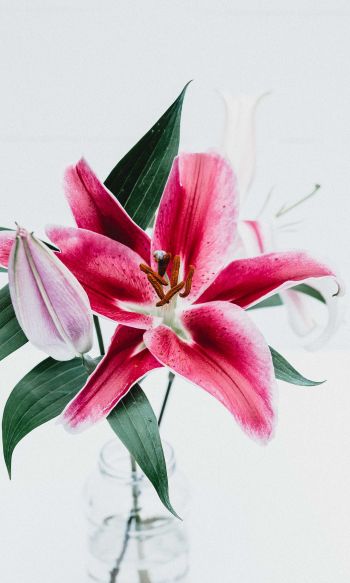 flowers, lily, in a vase Wallpaper 1200x2000