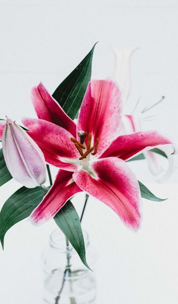 flowers, lily, in a vase Wallpaper 600x1024