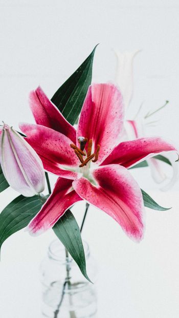 flowers, lily, in a vase Wallpaper 640x1136