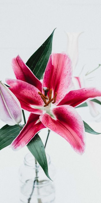 flowers, lily, in a vase Wallpaper 720x1440