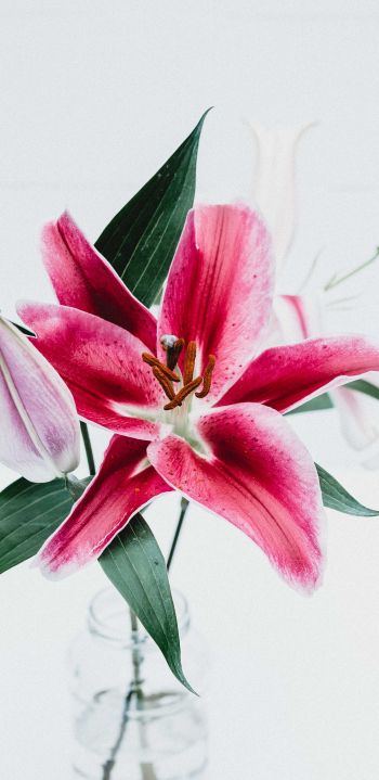 flowers, lily, in a vase Wallpaper 1440x2960