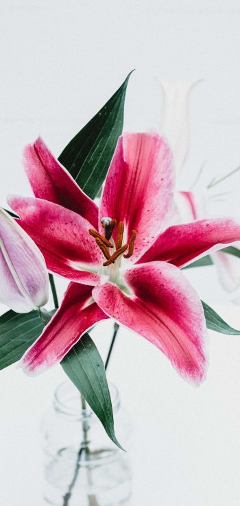 flowers, lily, in a vase Wallpaper 1440x3040