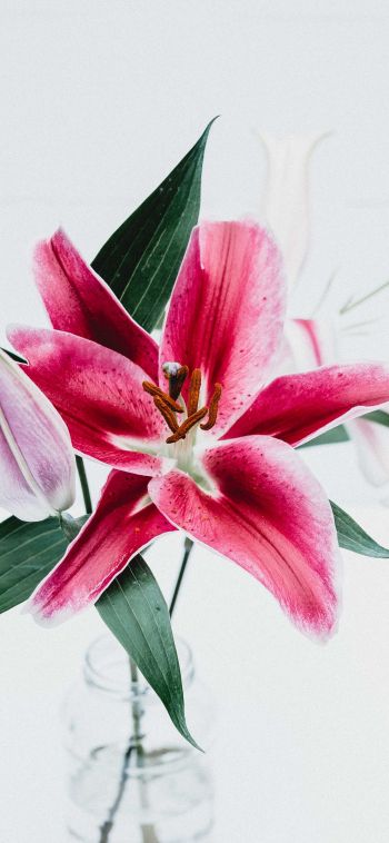 flowers, lily, in a vase Wallpaper 1080x2340