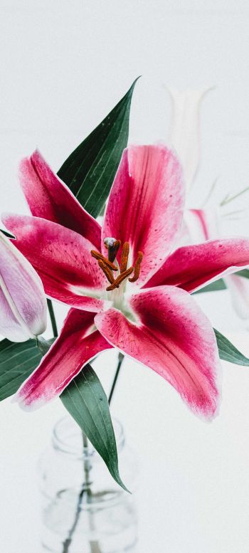 flowers, lily, in a vase Wallpaper 720x1600