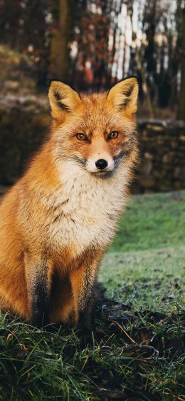 fox, wildlife Wallpaper 1125x2436