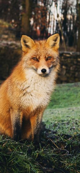 fox, wildlife Wallpaper 1080x2340