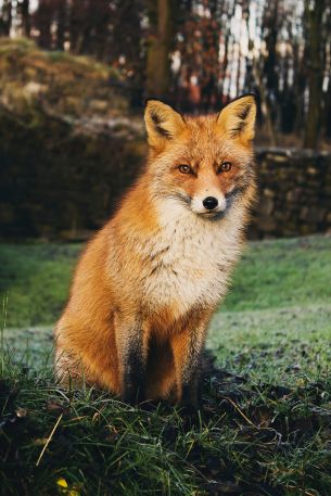 fox, wildlife Wallpaper 2265x3398