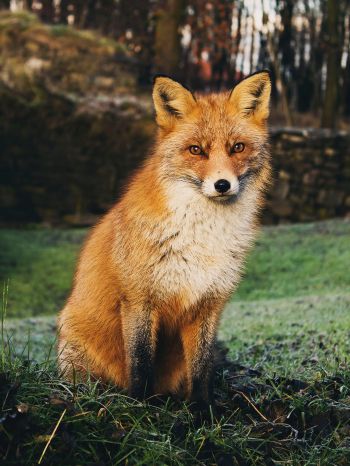 fox, wildlife Wallpaper 2048x2732