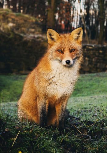 fox, wildlife Wallpaper 1668x2388