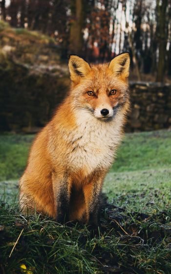 fox, wildlife Wallpaper 1752x2800