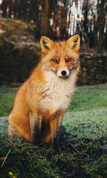 fox, wildlife Wallpaper 1200x2000