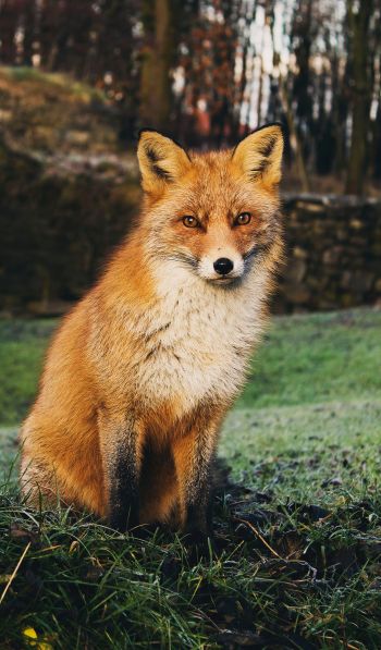fox, wildlife Wallpaper 600x1024