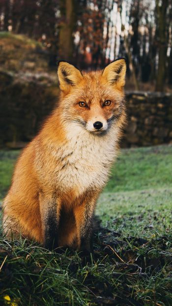 fox, wildlife Wallpaper 640x1136