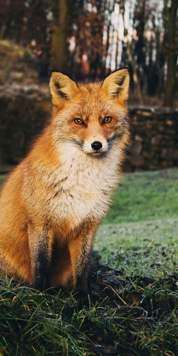 fox, wildlife Wallpaper 720x1440