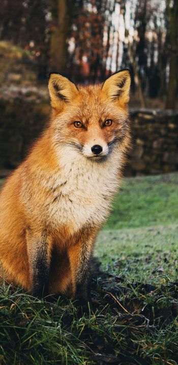 fox, wildlife Wallpaper 1440x2960