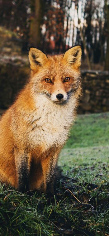 fox, wildlife Wallpaper 1242x2688