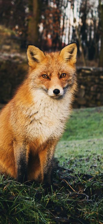 fox, wildlife Wallpaper 1080x2340
