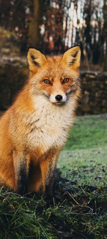 fox, wildlife Wallpaper 1080x2400