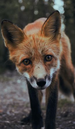 fox, fox face, wildlife Wallpaper 600x1024
