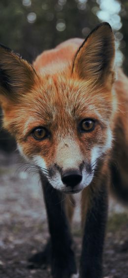 fox, fox face, wildlife Wallpaper 1170x2532