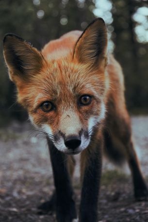 fox, fox face, wildlife Wallpaper 3456x5184