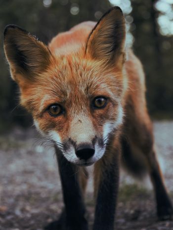 fox, fox face, wildlife Wallpaper 2048x2732