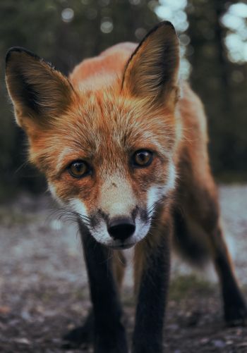 fox, fox face, wildlife Wallpaper 1668x2388
