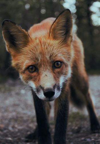 fox, fox face, wildlife Wallpaper 1640x2360