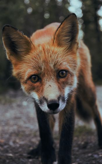 fox, fox face, wildlife Wallpaper 1752x2800