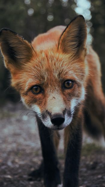 fox, fox face, wildlife Wallpaper 640x1136
