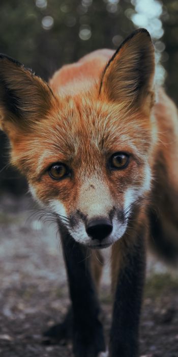 fox, fox face, wildlife Wallpaper 720x1440