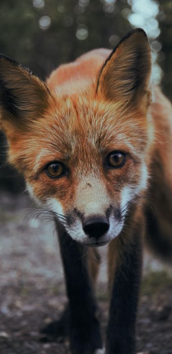 fox, fox face, wildlife Wallpaper 1080x2220